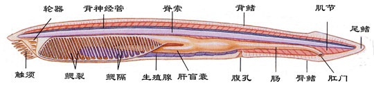 文昌魚整體結構中的背神經管