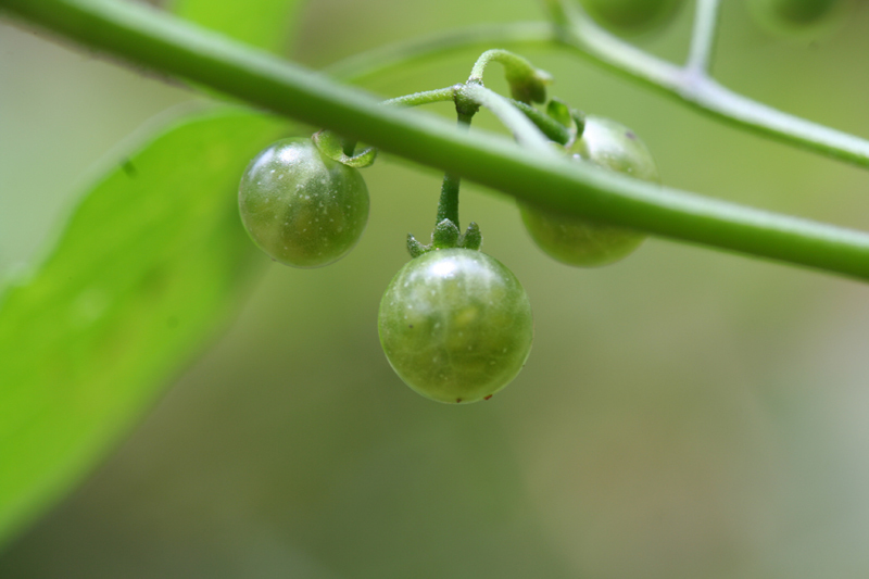 鈕扣草族 鈕扣草族