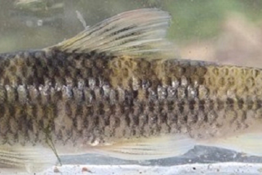 盆唇魚屬 盆唇魚屬