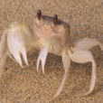 沙蟹科 沙蟹科