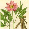 芍藥科 芍藥科