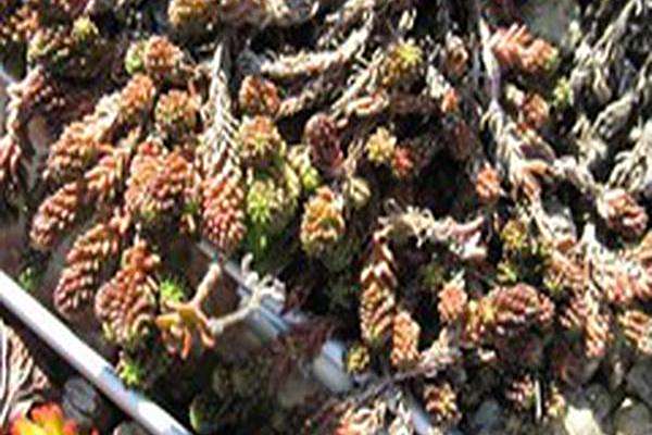 Sedum sexangulare
