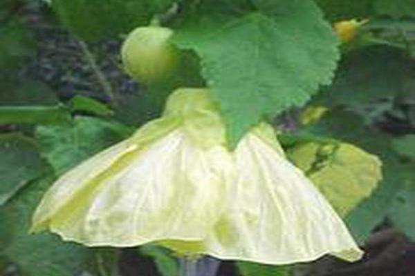 Abutilon × hybridum Abutilon × hybridum