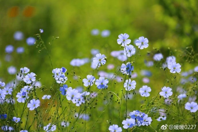 藍花亞麻 藍花亞麻