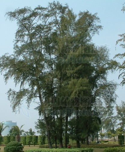 種植早湛江海邊的木麻黃樹