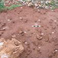 合溪洞遺址 合溪洞遺址