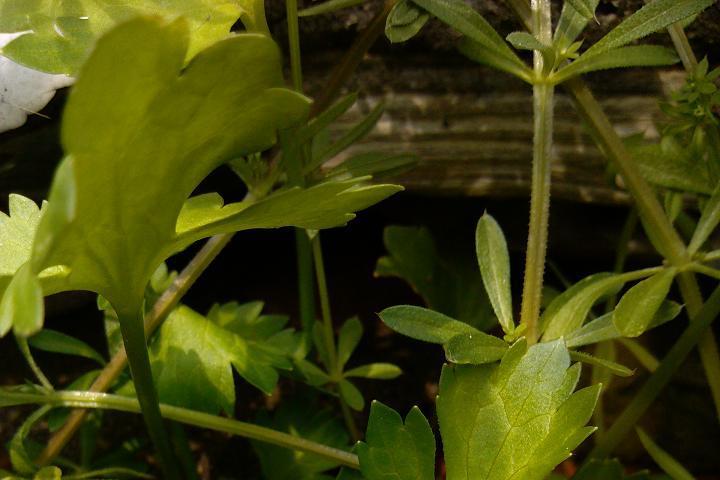 長嘴毛茛 長嘴毛茛