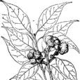 麻子殼柯 麻子殼柯
