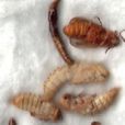 飼料昆蟲 飼料昆蟲