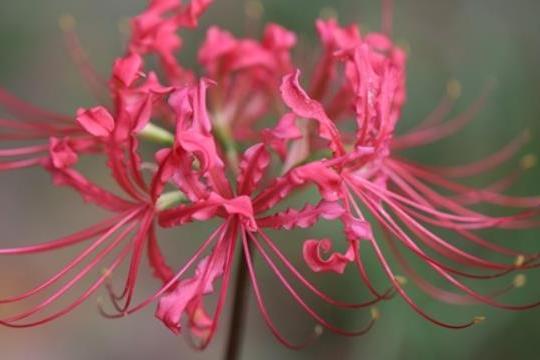 Allium \x27Forelock\x27