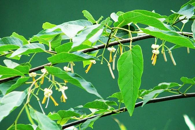 毛八角楓(山茱萸科八角楓屬植物) 毛八角楓(山茱萸科八角楓屬植物)