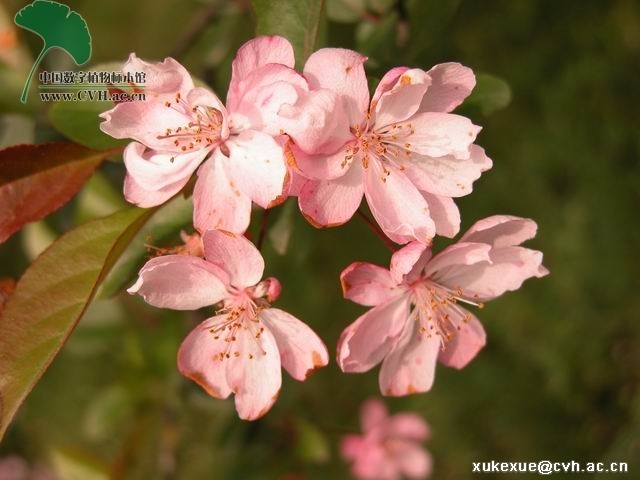 重瓣粉紅海棠花