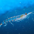 南極磷蝦(南極大磷蝦)