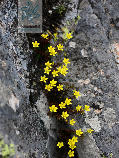 芽虎耳草 芽虎耳草