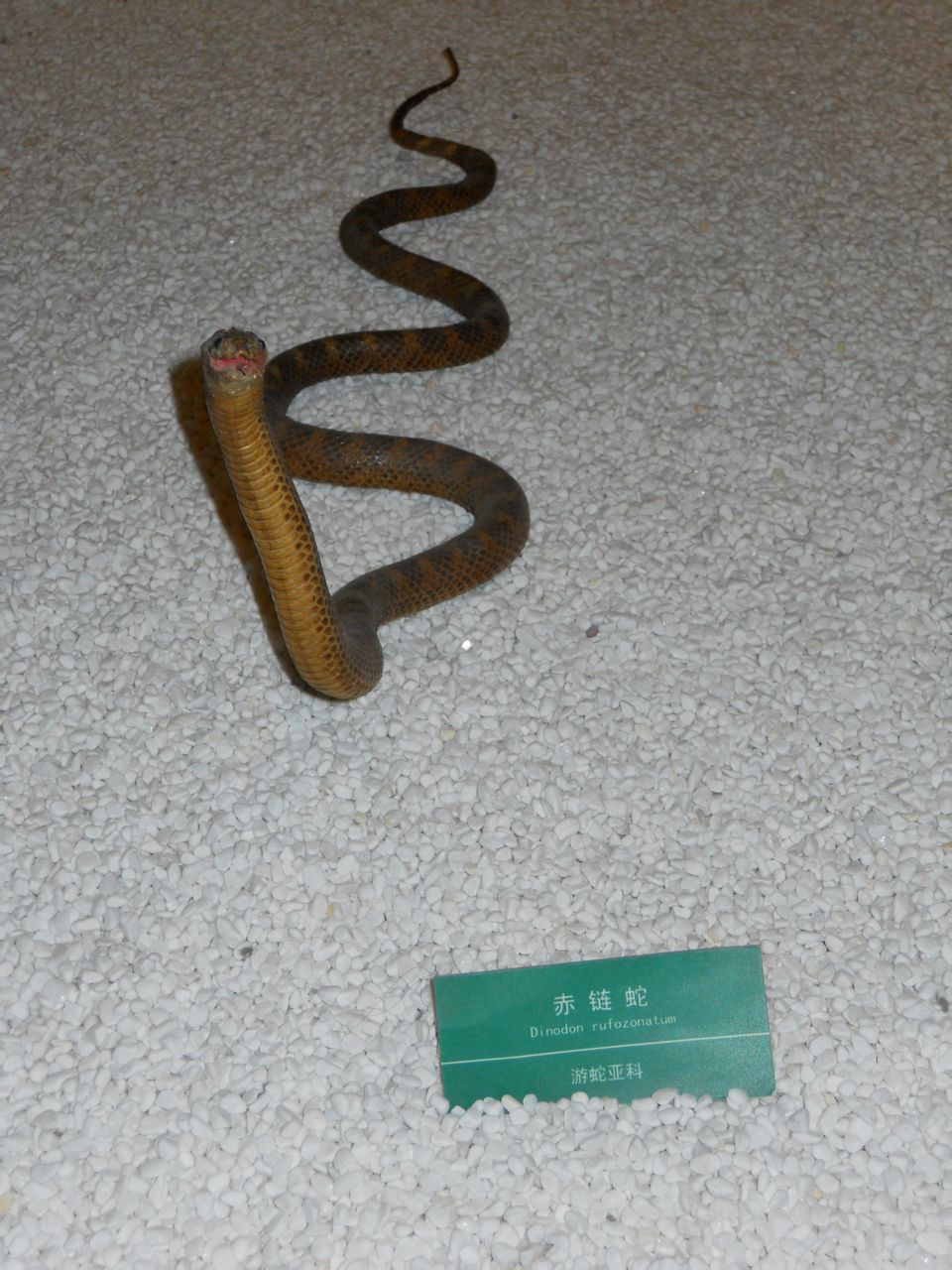 赤鏈蛇標本2013-11-10西湖博物館