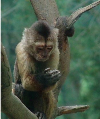 灰斑懸猴