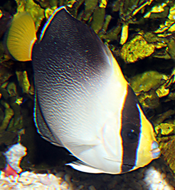 黃尾神仙魚