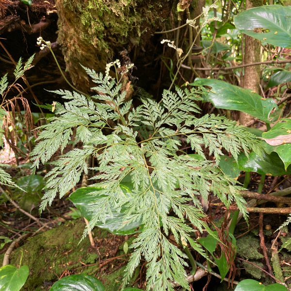 Davallia fejeensis