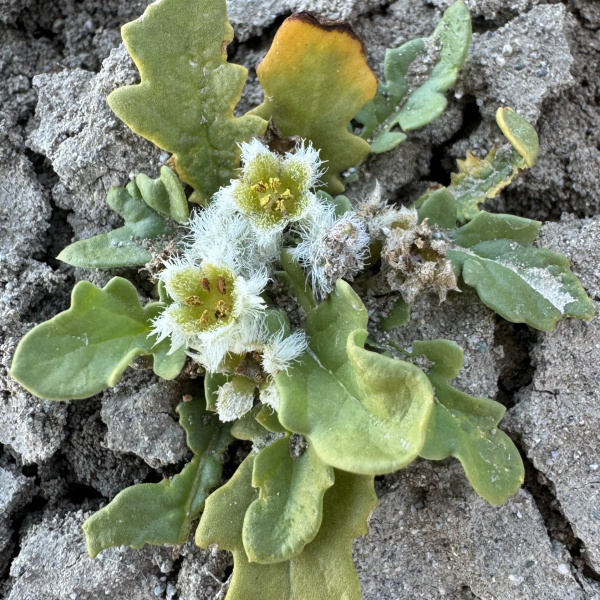 Jaborosa chubutensis