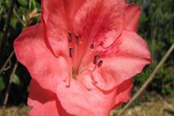 Rhododendron \x27Girard\x27s Salmon\x27 Rhododendron \x27Girard\x27s Salmon\x27