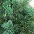 針葉樹(植物) 針葉樹(植物)