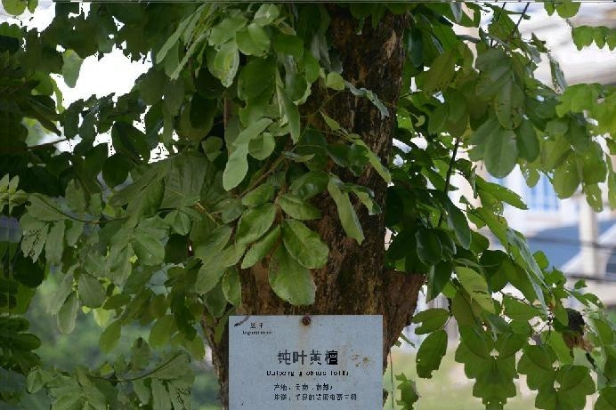 刺槐優樹-L24 刺槐優樹-L24