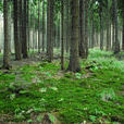 森林資源調查