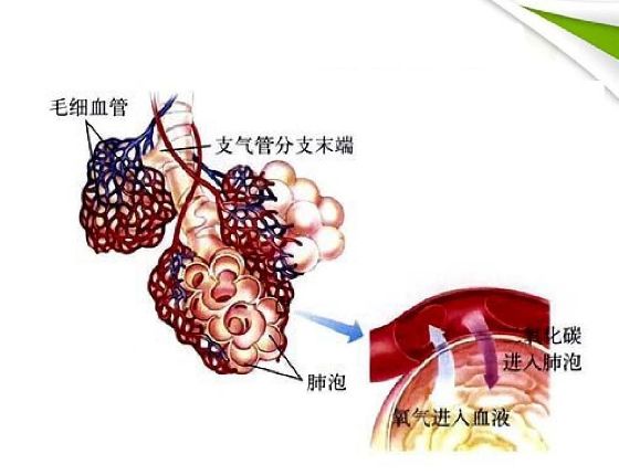 氣體運輸 氣體運輸