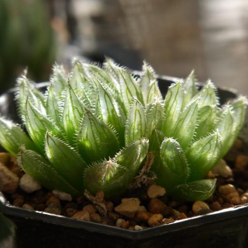 綠鑽石(百合科十二卷屬多肉植物) 綠鑽石(百合科十二卷屬多肉植物)