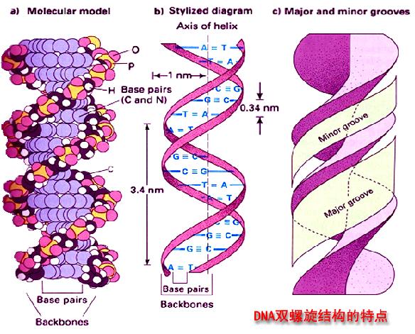 DNA雙螺旋結構特點圖