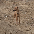 格力犬(靈提犬)
