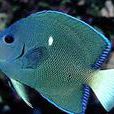 伊薩刺蝶魚 伊薩刺蝶魚