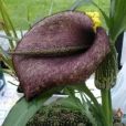 白星海芋 白星海芋