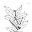 毛澄廣花 毛澄廣花