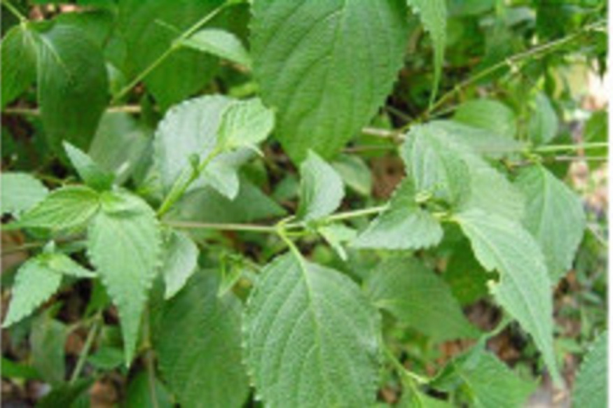 叉序草屬 叉序草屬