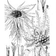 星狀風毛菊(菊科風毛菊屬植物) 星狀風毛菊(菊科風毛菊屬植物)