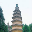 中林知泰 中林知泰