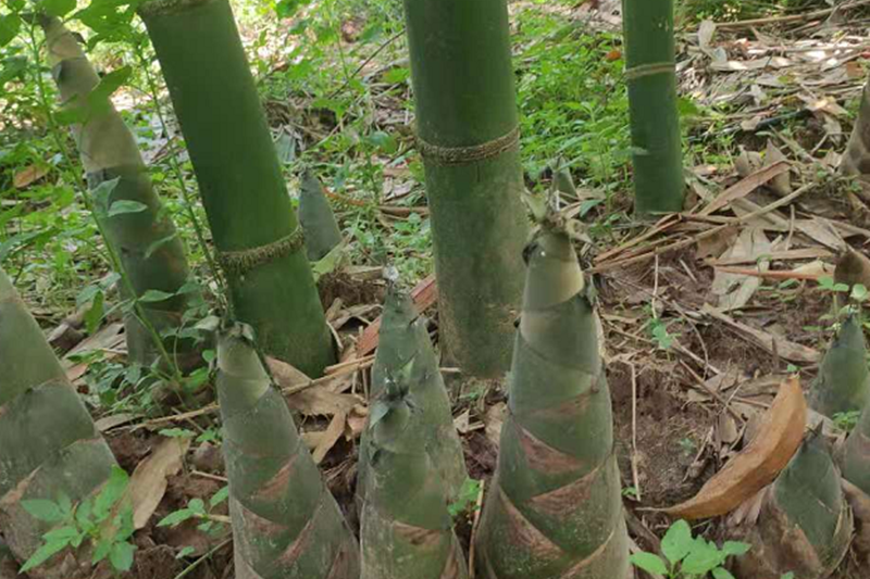 鬱南筍竹 鬱南筍竹