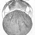 銼弧櫻蛤