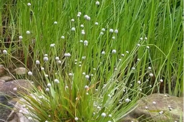 鼓槌草科 鼓槌草科
