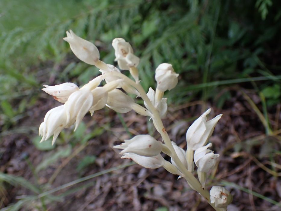 Cephalanthera austiniae Cephalanthera austiniae