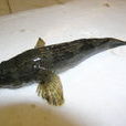 塘鱧魚 塘鱧魚