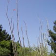 福桂花科 福桂花科