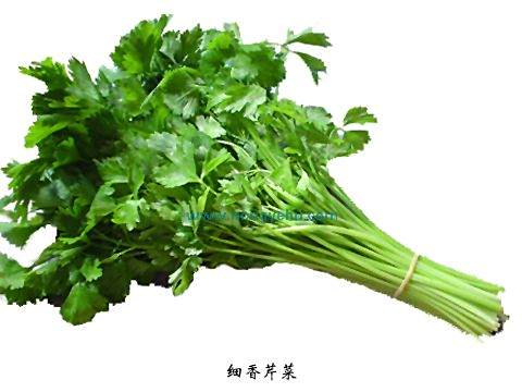 細香芹菜 細香芹菜