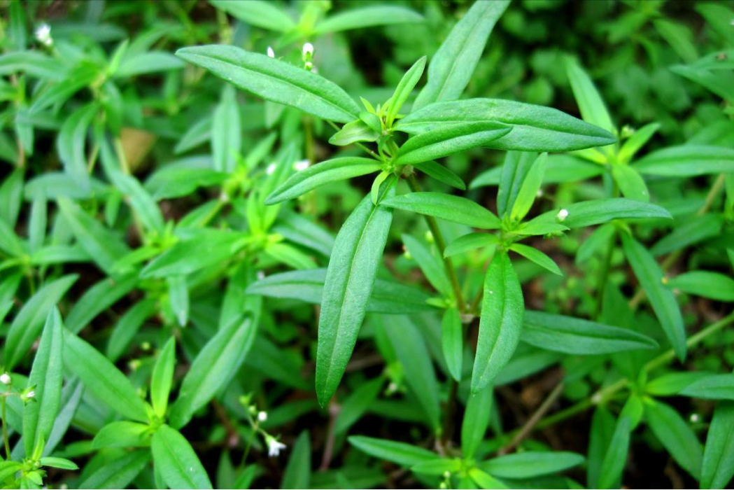 纖花耳草(茜草科耳草屬植物) 纖花耳草(茜草科耳草屬植物)