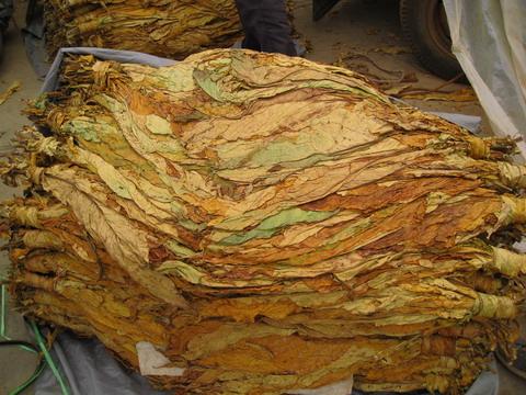 高甸村的特色產業：烤菸