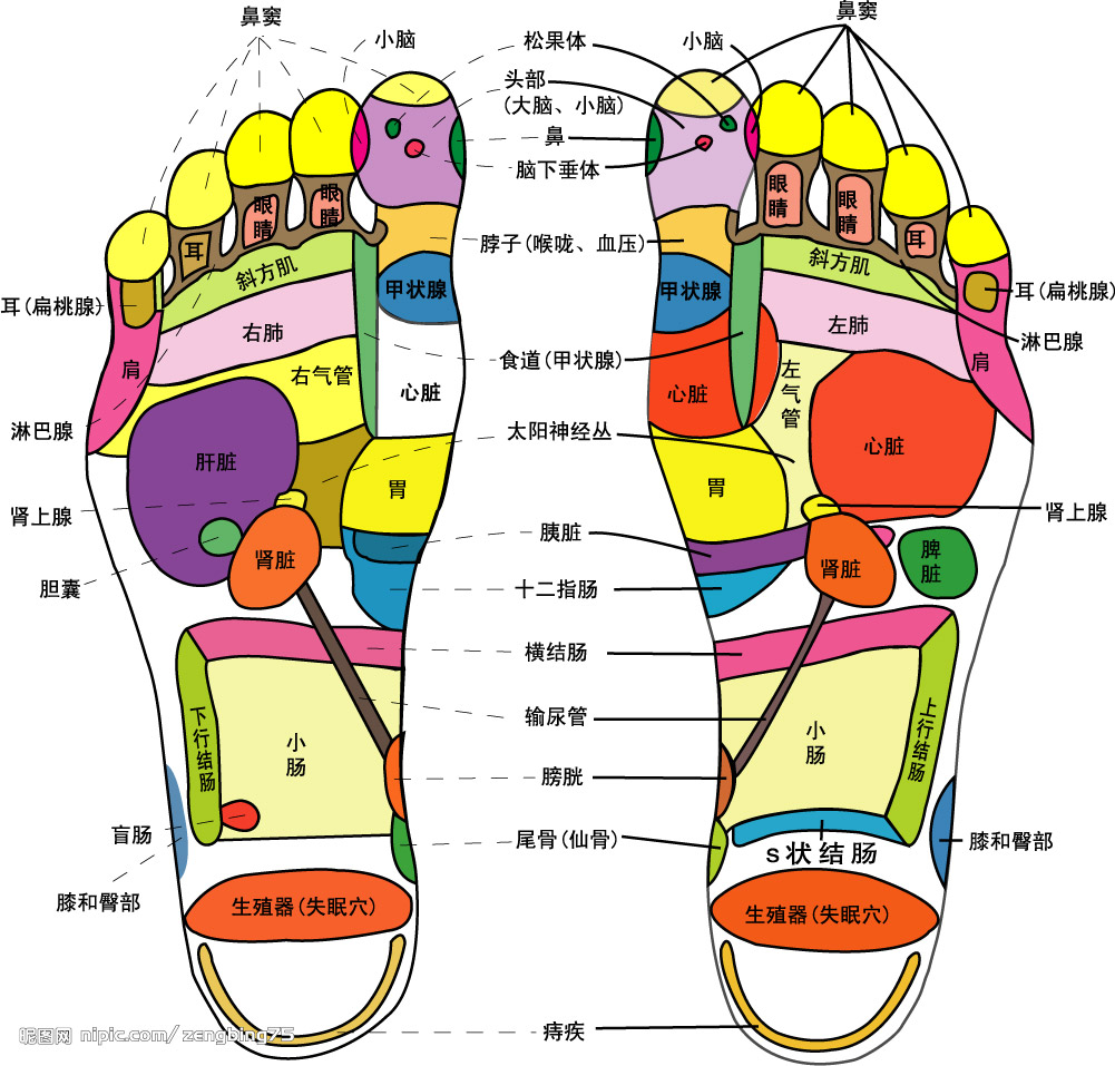 足部全息診法