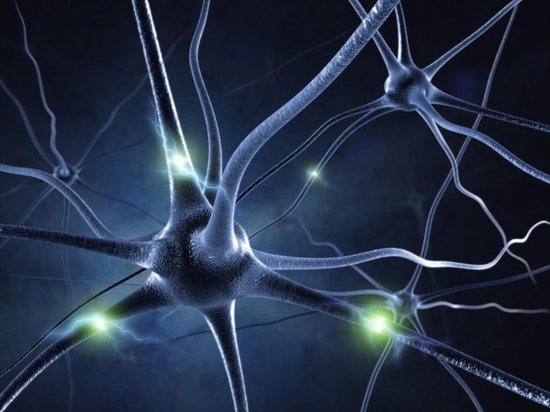 靈芝多肽作用神經細胞圖