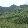 麥地坡村 麥地坡村