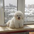 蛋蛋犬 蛋蛋犬
